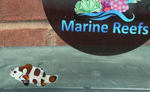Load image into Gallery viewer, WYSIWYG Premium Grade Clownfish