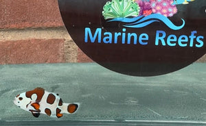 WYSIWYG Premium Grade Clownfish