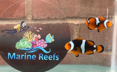 WYSIWYG Clownfish Pair