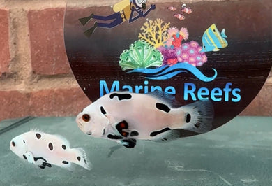 WYSIWYG Super Storm Clownfish Pair