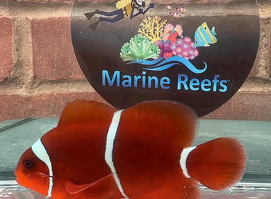 WYSIWYG Large Female Maroon Clownfish