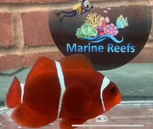 Load image into Gallery viewer, WYSIWYG Large Female Maroon Clownfish