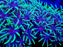 Load image into Gallery viewer, Ultra Green Star Polyps Coral Frag / Soft Coral