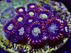 Zoanthids ZOA Pack 4 different zoo corals chosen by us. Coral Pack