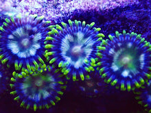Load image into Gallery viewer, Zoanthids ZOA Pack 4 different zoo corals chosen by us. Coral Pack