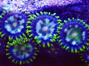 Zoanthids ZOA Pack 4 different zoo corals chosen by us. Coral Pack