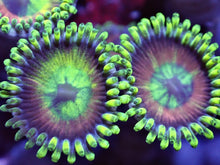Load image into Gallery viewer, Zoanthids ZOA Pack 4 different zoo corals chosen by us. Coral Pack