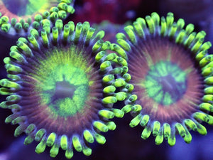 Zoanthids ZOA Pack 4 different zoo corals chosen by us. Coral Pack