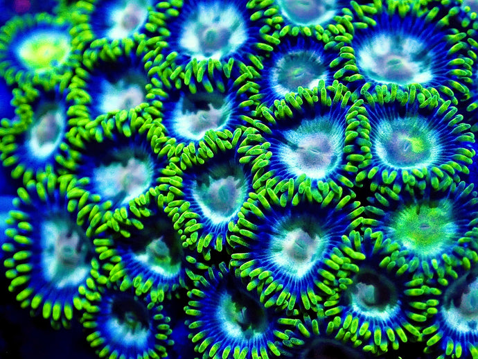 Zoanthids ZOA Pack 4 different zoo corals chosen by us. Coral Pack