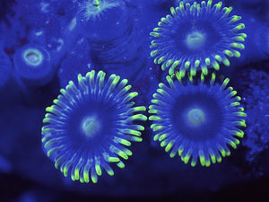 Zoanthids ZOA Pack 4 different zoo corals chosen by us. Coral Pack