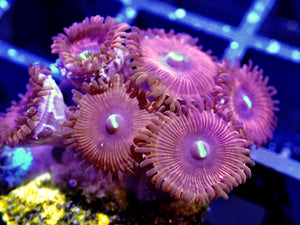 Zoanthids ZOA Pack 4 different zoo corals chosen by us. Coral Pack