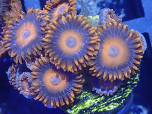 Zoanthids ZOA Pack 4 different zoo corals chosen by us. Coral Pack