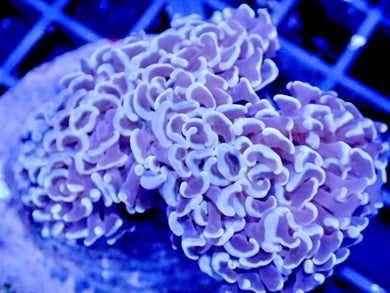 Gold Wall Hammer Coral Colony WYSIWYG 3-4”