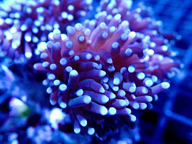 Black Torch Coral Single Head