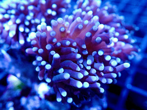 Black Torch Coral Single Head