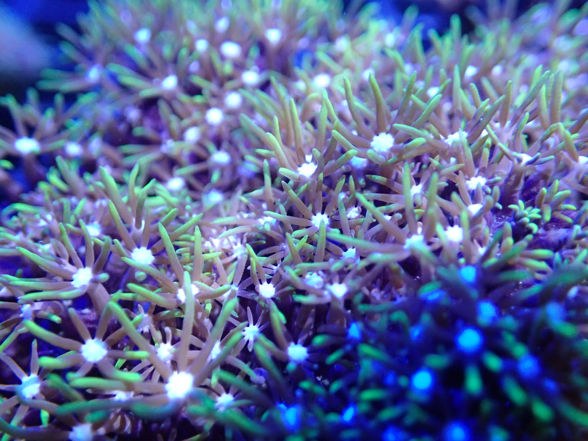 Green Star Polyps coral frag