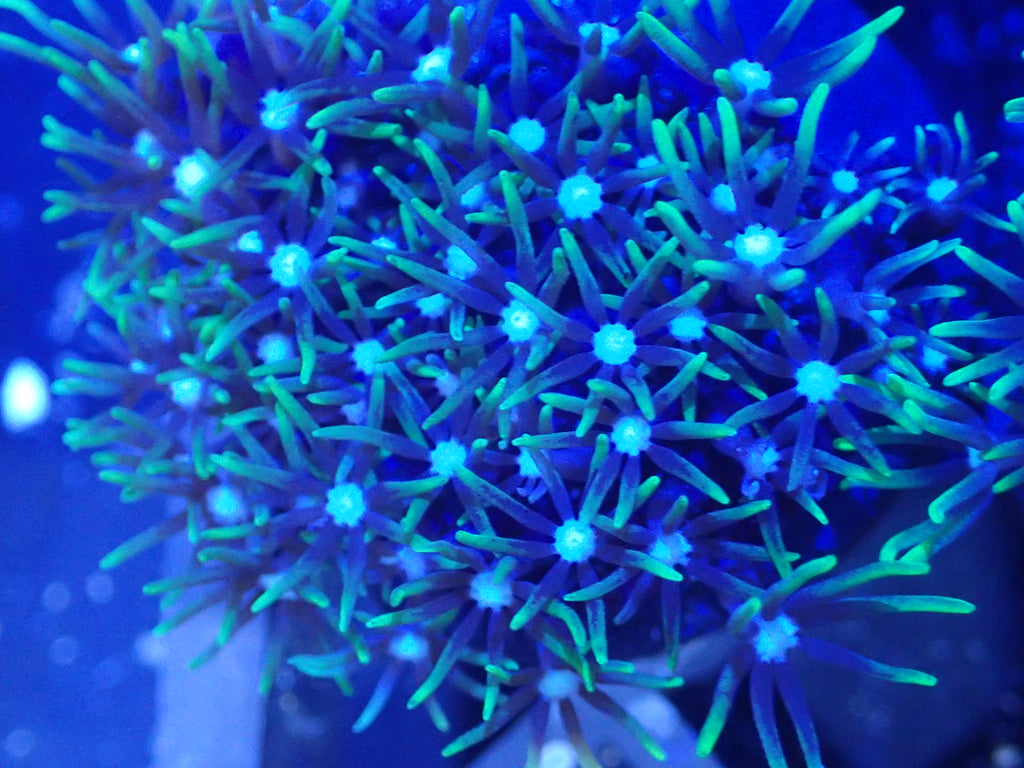 Ultra Green Star Polyps Coral Frag / Soft Coral
