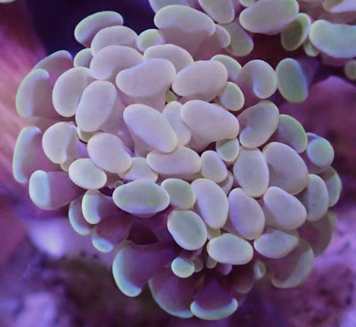 Gold Hammer Coral Single Head