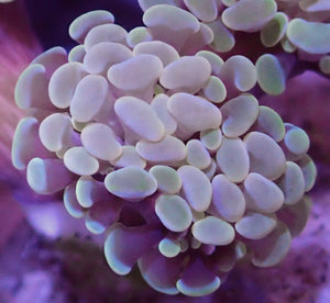 Gold Hammer Coral Single Head