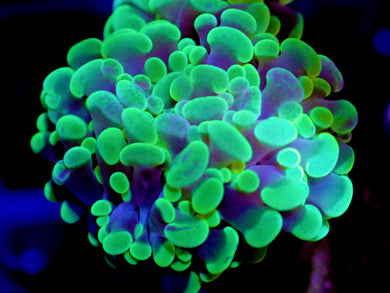 Neon Green Hammer Coral Single Head