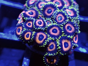 Zoanthids ZOA Pack 4 different zoo corals chosen by us. Coral Pack