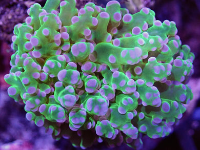Ultra Green and Purple Frogspawn Coral