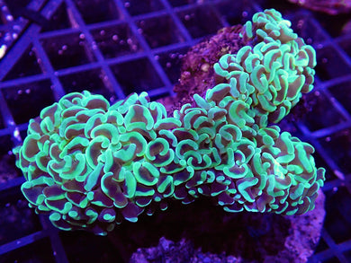 Ultra Neon Green Hammer Coral Colony WYSIWYG