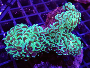 Ultra Neon Green Hammer Coral Colony WYSIWYG