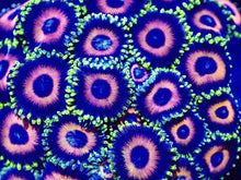 Load image into Gallery viewer, Zoanthids ZOA Pack 4 different zoo corals chosen by us. Coral Pack