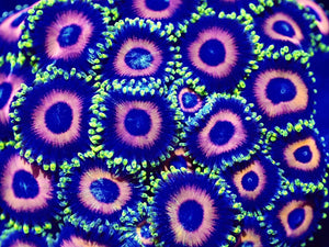 Zoanthids ZOA Pack 4 different zoo corals chosen by us. Coral Pack