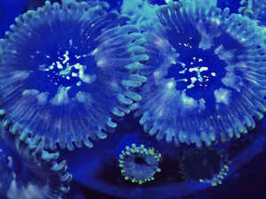 Zoanthids ZOA Pack 4 different zoo corals chosen by us. Coral Pack