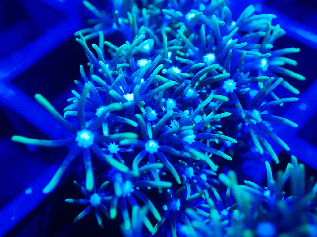 Ultra Green Star Polyps Coral Frag / Soft Coral