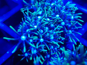 Ultra Green Star Polyps Coral Frag / Soft Coral