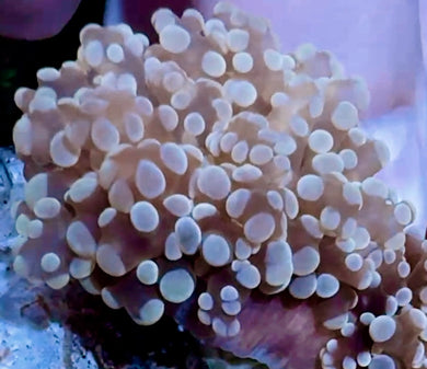 Gold Frogspawn Coral Single Large Head