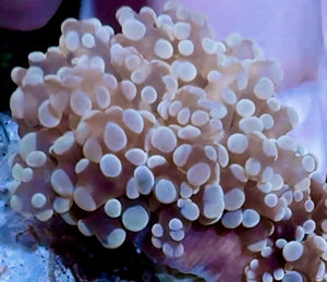 Gold Frogspawn Coral Single Large Head