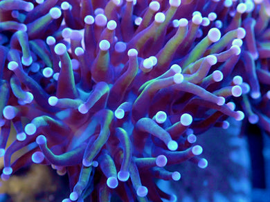 24K Gold Indo Torch Coral LPS 1 Head WYSIWYG
