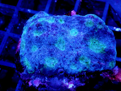 Cultured Acanthastrea Echinata Coral Colony Blue and Green WYSIWYG