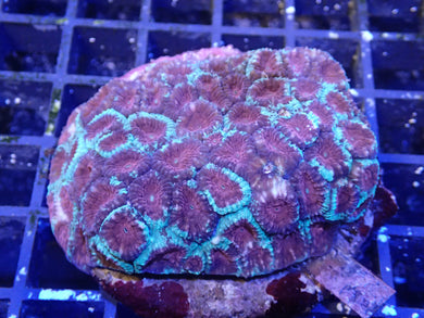 Moon Stone Facia Coral Colony WYSIWYG
