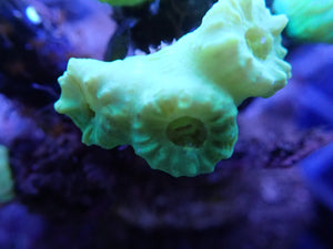 Three Head Ultra Green Candy Cane Coral WYSIWYG