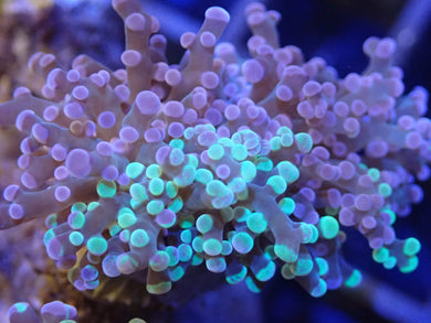 Pink and Green Frogspawn Coral WYSIWYG