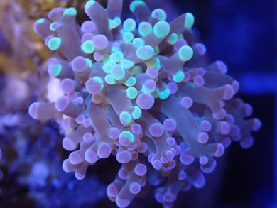Pink and Green Frogspawn Coral WYSIWYG