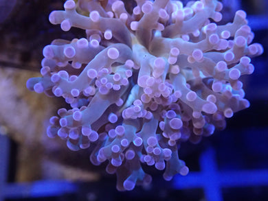 Frogspawn Coral WYSIWYG