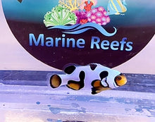 Load image into Gallery viewer, Black Picasso Clownfish Grade P1 (Photo an example)