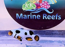Load image into Gallery viewer, Black Picasso Clownfish Grade P1 (Photo an example)