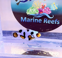 Load image into Gallery viewer, Black Picasso Clownfish Grade P1 (Photo an example)