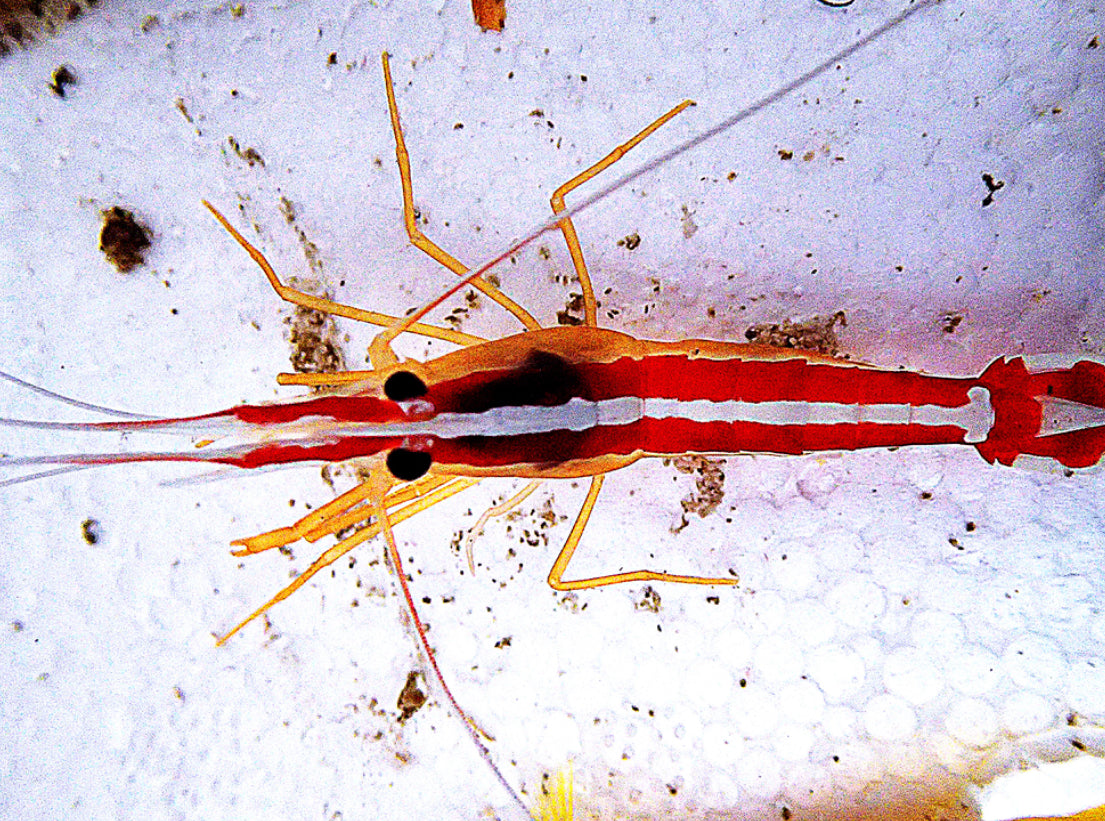 Cleaner Shrimp For Marine Aquariums (CUC)