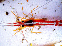Load image into Gallery viewer, Cleaner Shrimp For Marine Aquariums (CUC)