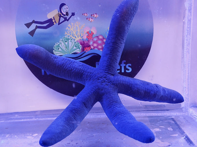 Blue Linckia Starfish for marine aquariums clean up crew (CUC)