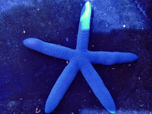 Load image into Gallery viewer, Blue Linckia Starfish for marine aquariums clean up crew (CUC)