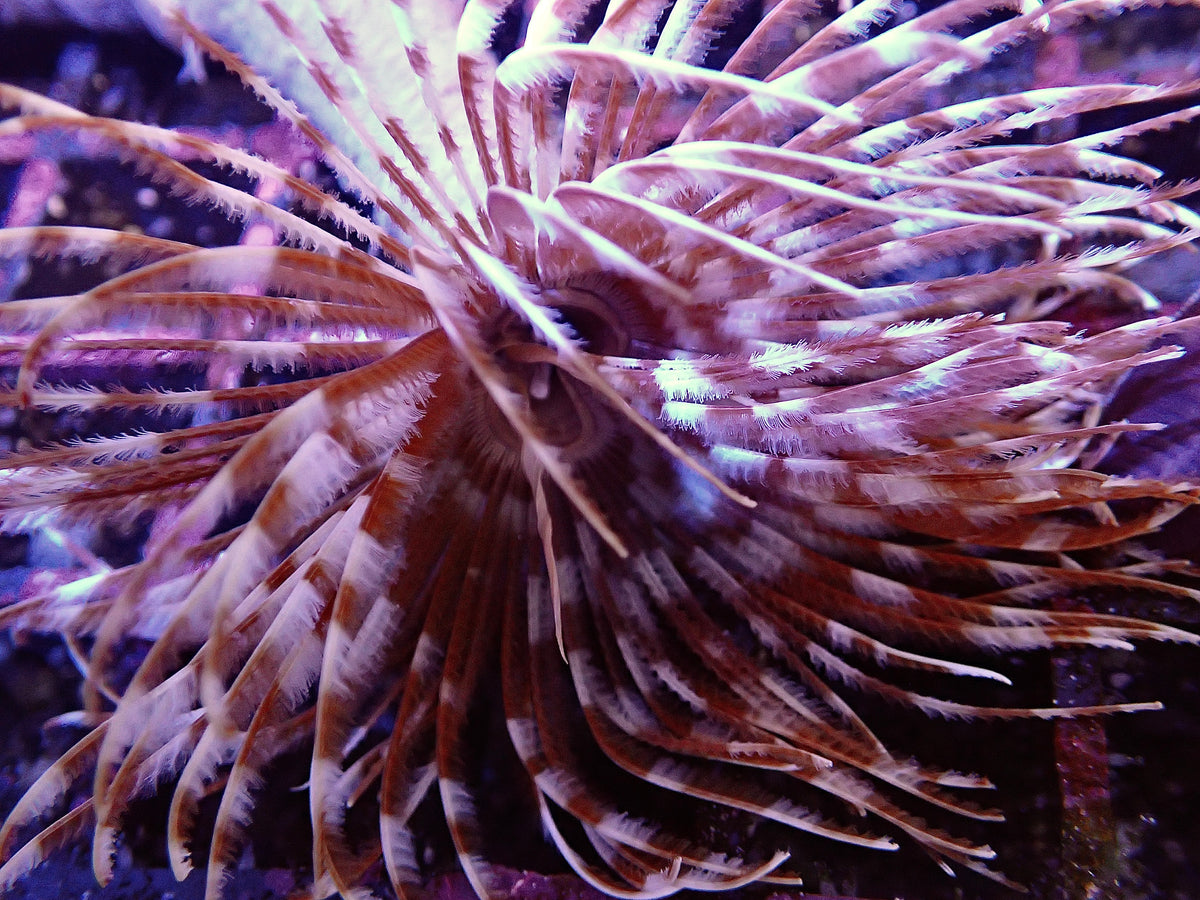 Brown Feather Duster Worm For Marine Aquariums (CUC)